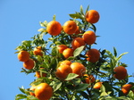20688 Oranges.jpg